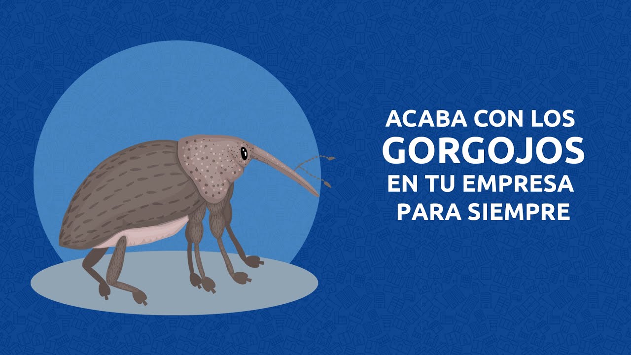 Elimina los gorgojos para siempre de tu empresa