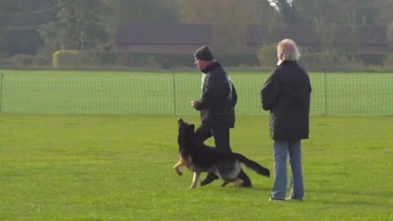 Vongalanberg Kai Obedience at GSDL-WDG UK National Championships