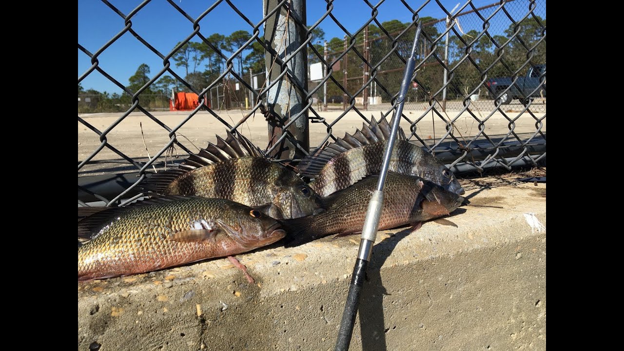 Spearfishing with pole spear for Mangrove Snappers and Sheepshead