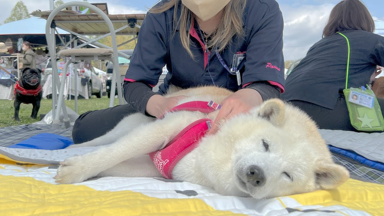 スウェーデン式マッサージ初体験の柴犬、あまりの気持ちよさにとろける