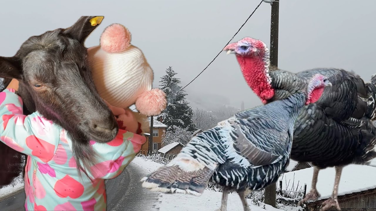Pao je sneg! Nove ćurke stigle na našu farmu 🤍