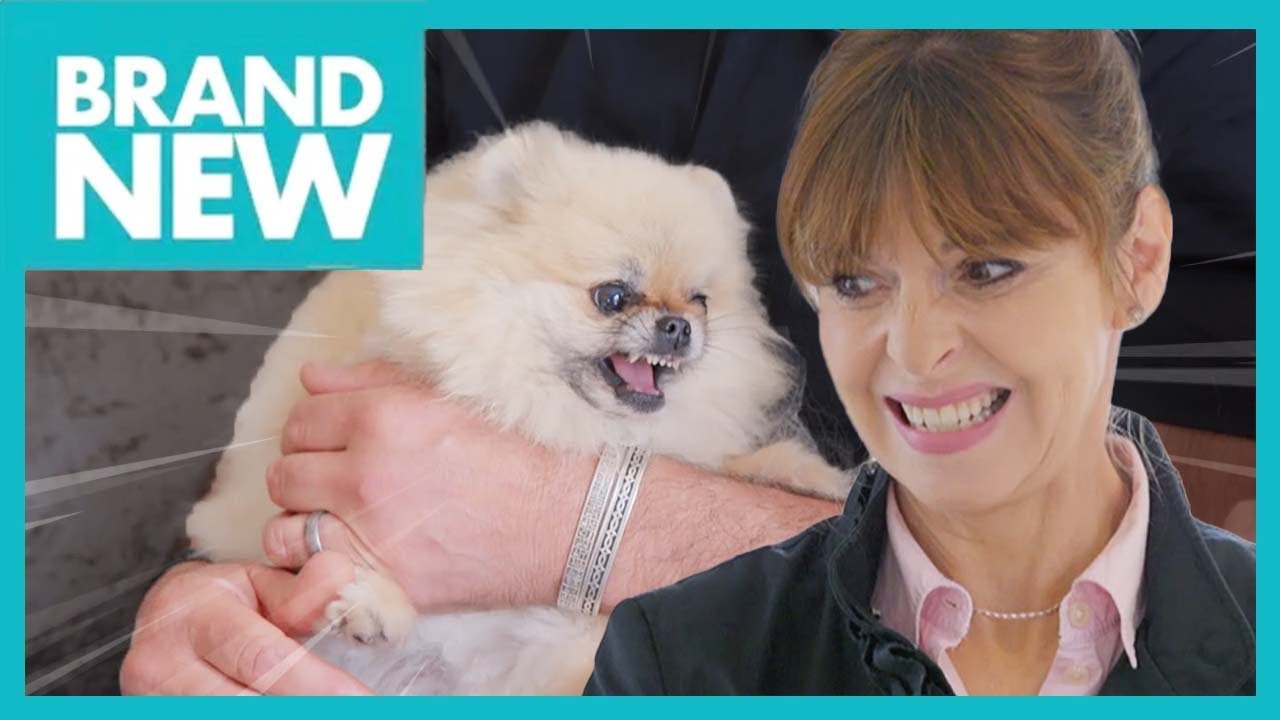 Winnie: The Possessive Pomeranian | Full Episode 211 | It’s Me or The Dog