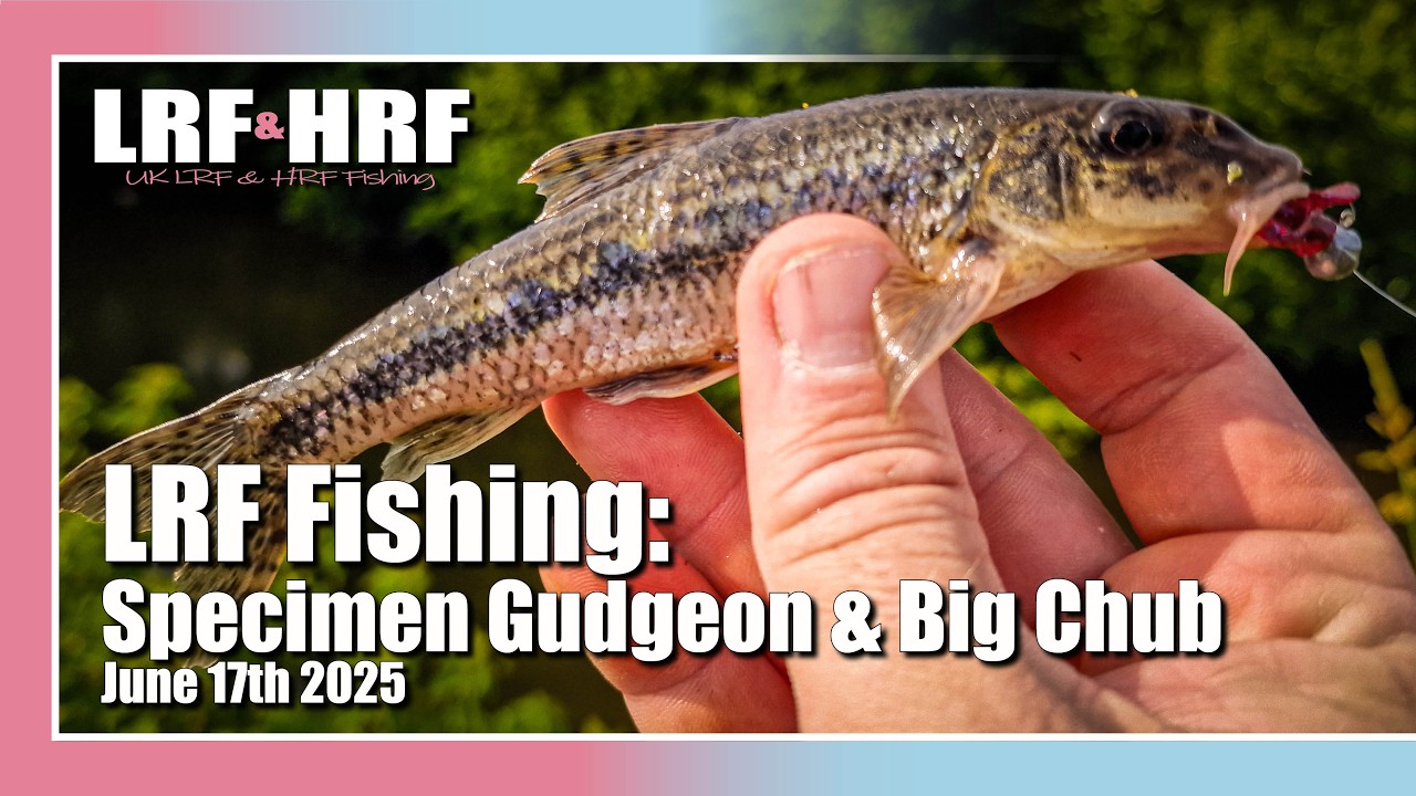 LRF Fishing: Specimen Gudgeon & Big Chub on Lures - The River Culm