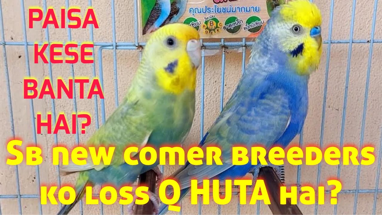 BAJRI K SHOOQ MAIN NEW BREEDER KO LOSS Q HUTA HAI???|| RAINBOW BUDGIES 03472433231 #rainbowbudgies
