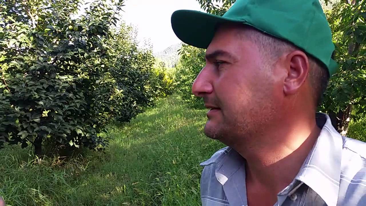Cennet Elması, Trabzon Hurması, Ağacı, Nasıl, Yetiştirilir, Ekilir, Dikilir, Budanır, Gübrelenir