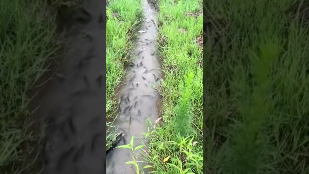 Ga Nyangka Saat Air Mulai Kering Sungai Irigasi Sawah Penuh Dengan Ikan‼️