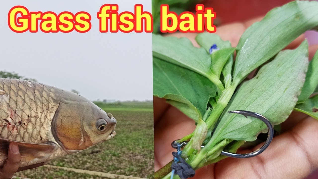 Grass fish bait || ग्रास माछली शिकार का जड़ी बूटी ||ग्रास माछली शिकार का बेस्ट चारा || sundar bihar