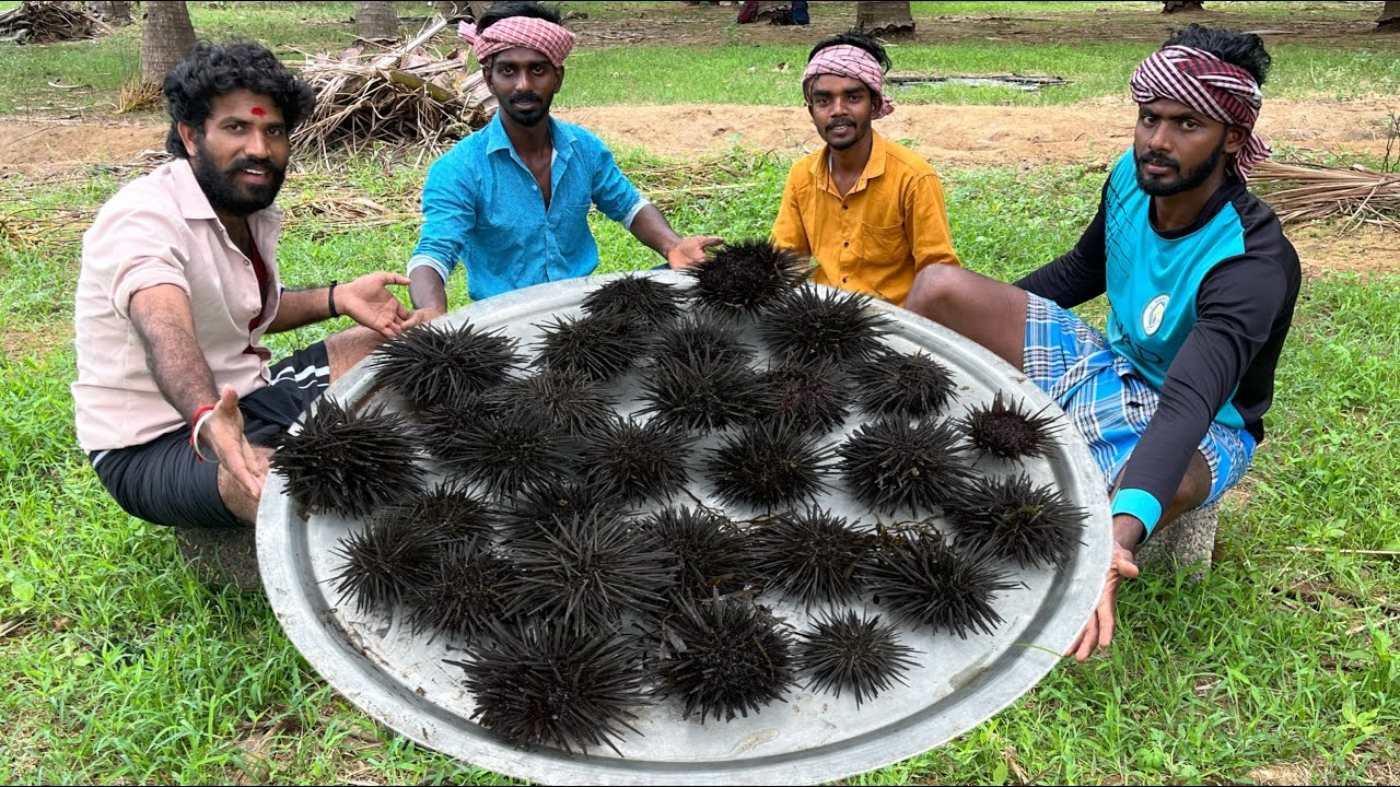 SEA URCHIN | Village Healthy Sea Food|sea urchin cooking in time pass cooking|yummy food #seaurchin