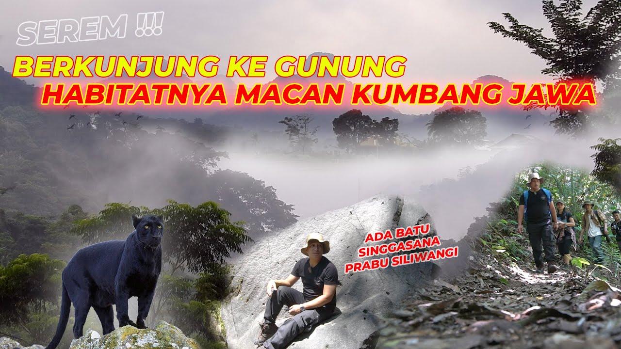 #EPS01 SANGGABUANA | HORR0R !!! PEMANTAUAN LANGSUNG KE HABITAT MACAN KUMBANG !!!