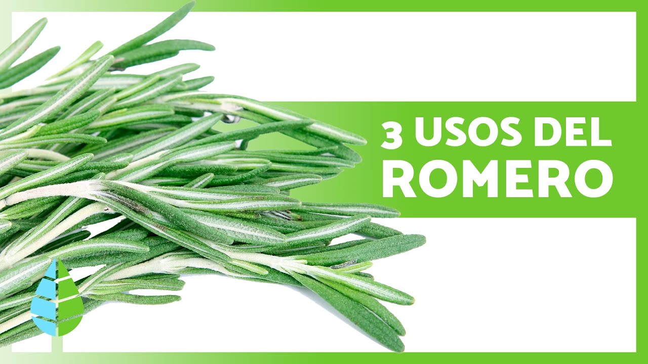 Cómo PREPARAR el ROMERO para aprovechar sus BENEFICIOS 🌿✅ (3 Usos del Romero)