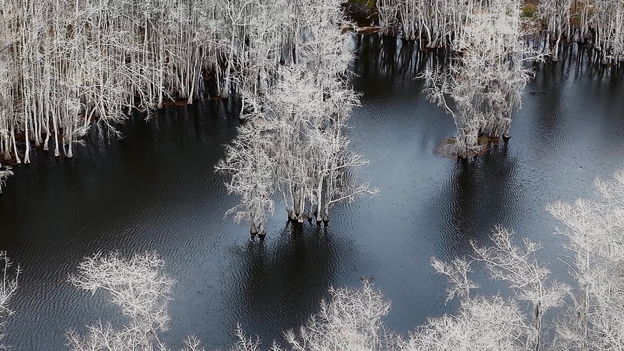 Lost in the Moss, Caddo Lake Texas | Black Bayou LA 