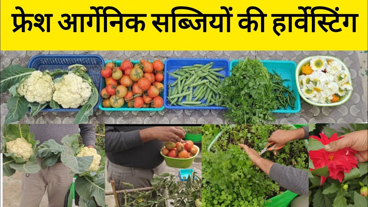 टेरेस गार्डन से हार्वेस्ट की फ्रेश आर्गेनिक सब्जियां Harvesting of Organic Vegetables Terrace Garden