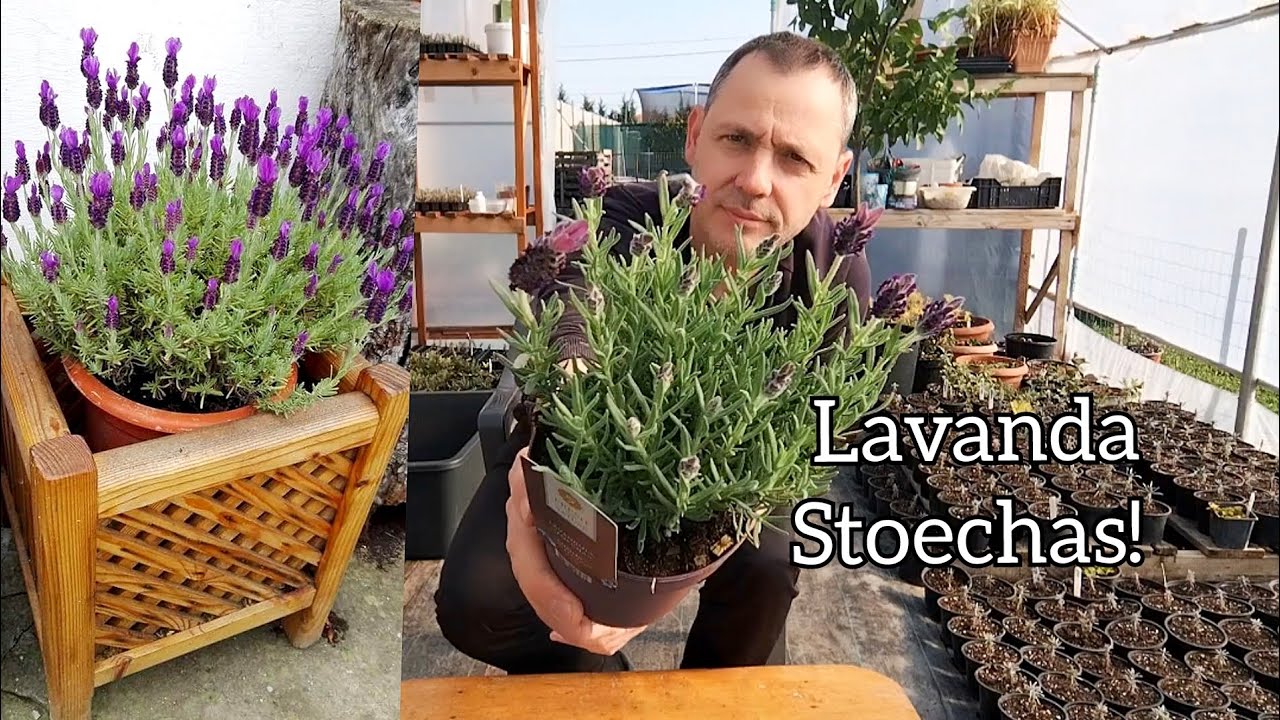Cum se ingrijeste Lavanda Stoechas!