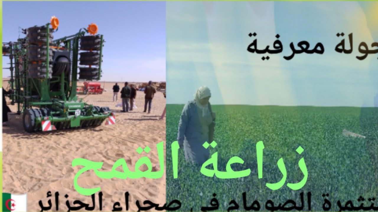 زراعة القمح خبايا و أسرار@ مستثمرة الصومام في صحراء الجزائر