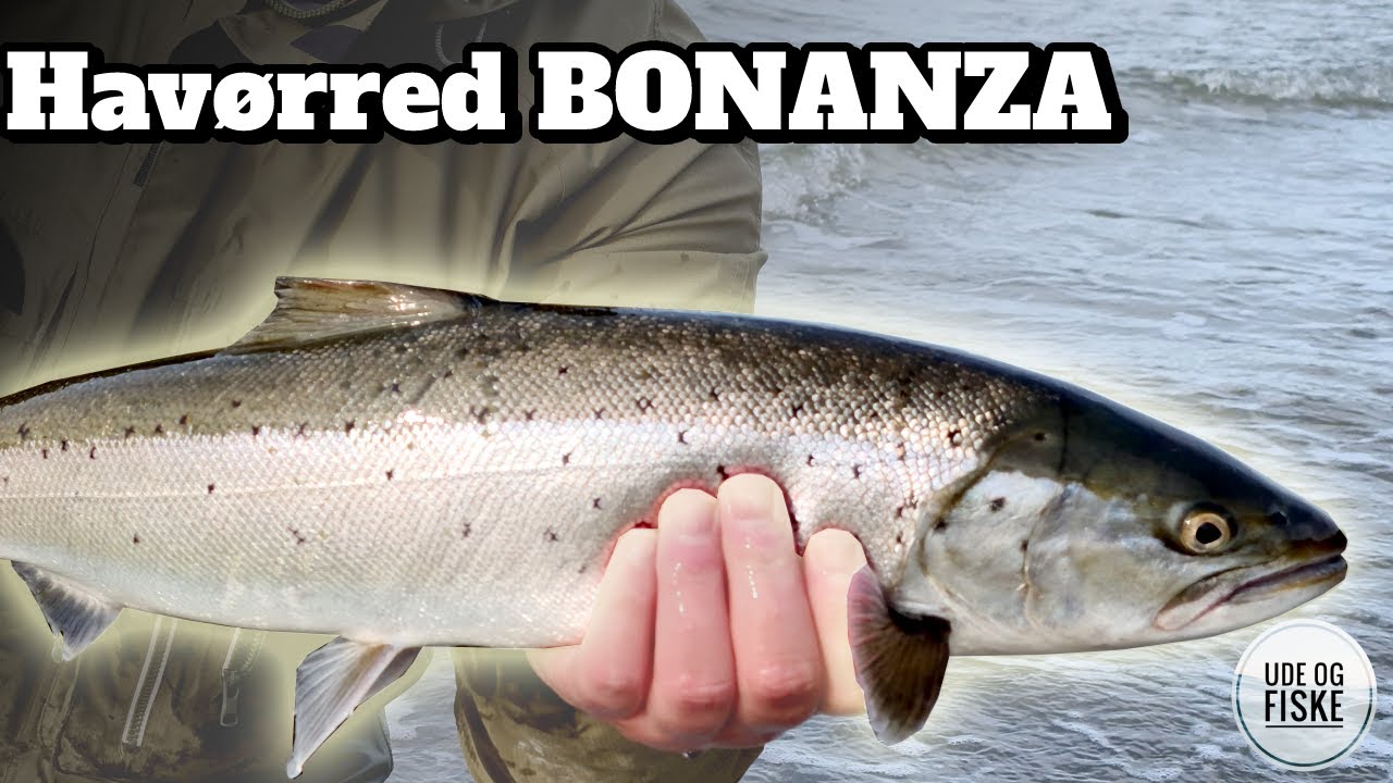 Havørredfiskeri i Isefjorden ved Kyndby | Masser af fisk denne dag! 🎣🎣