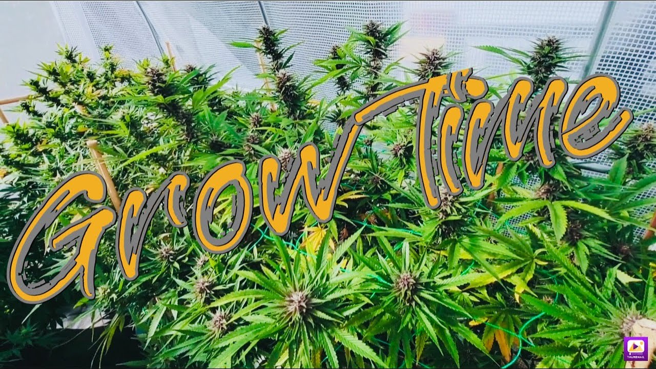 GROW TIME 420 greenhouse grow