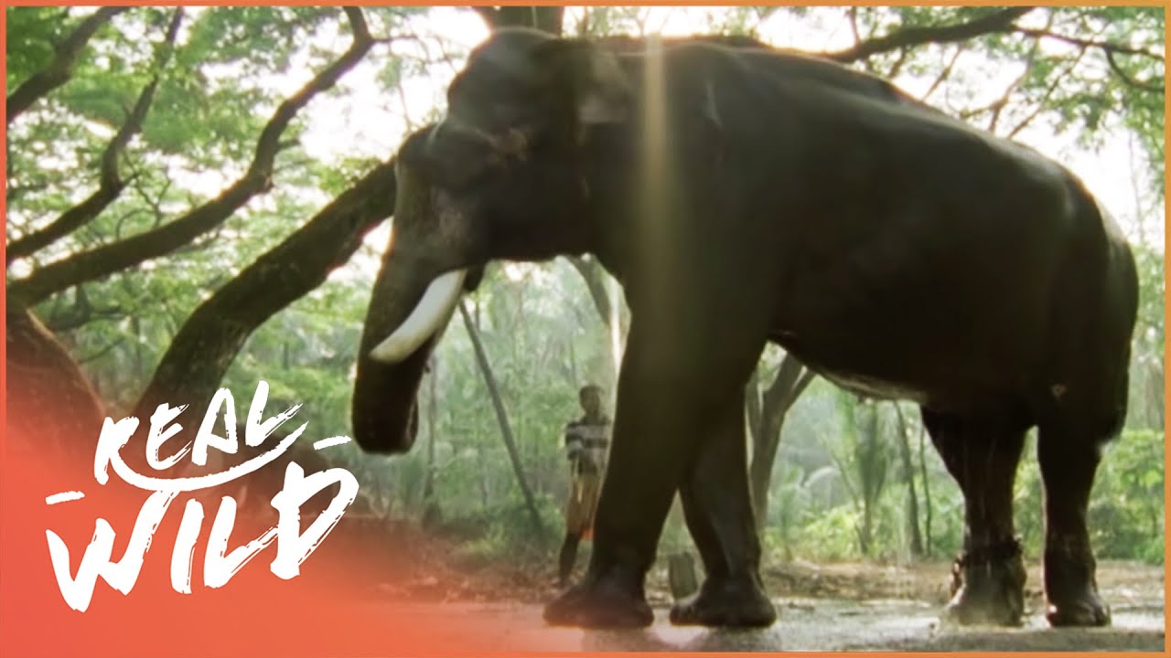 The Dark Side Of Elephants (Elephant Documentary) | Real Wild