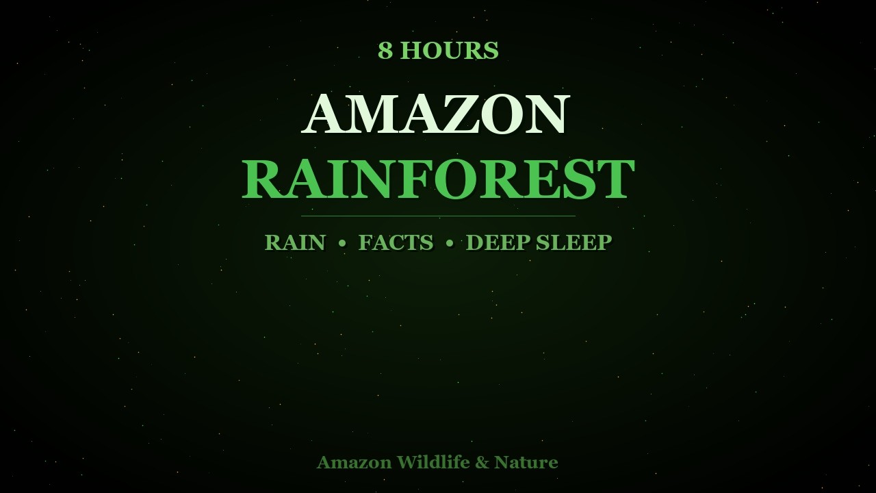 8 Hours of Amazon Rainforest Facts | Sleep Video with Rain Sounds | Calm Your Mind