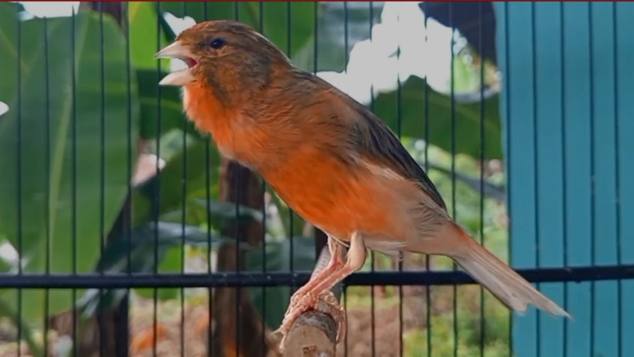 Canção de Canário Belga para Treinar Canários Jovens e Silenciosos a Cantar Diretamente |877