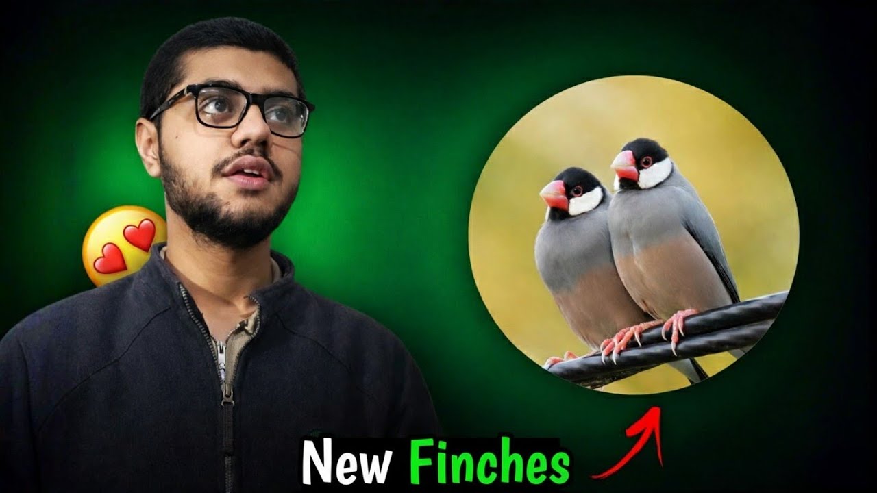 Java Finches Dekhnay Chalay Gay 😍