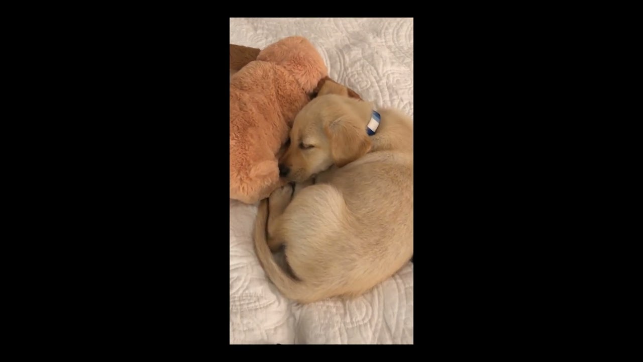 Review: Snuggle Puppy Heartbeat Stuffed Toy - Ultimate Pet Anxiety Relief & Comfort Aid