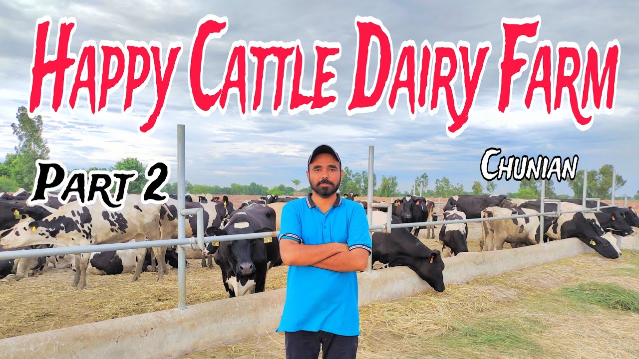 Happy Cattle Dairy Farm // Chunian // Khawar Vlog 2024