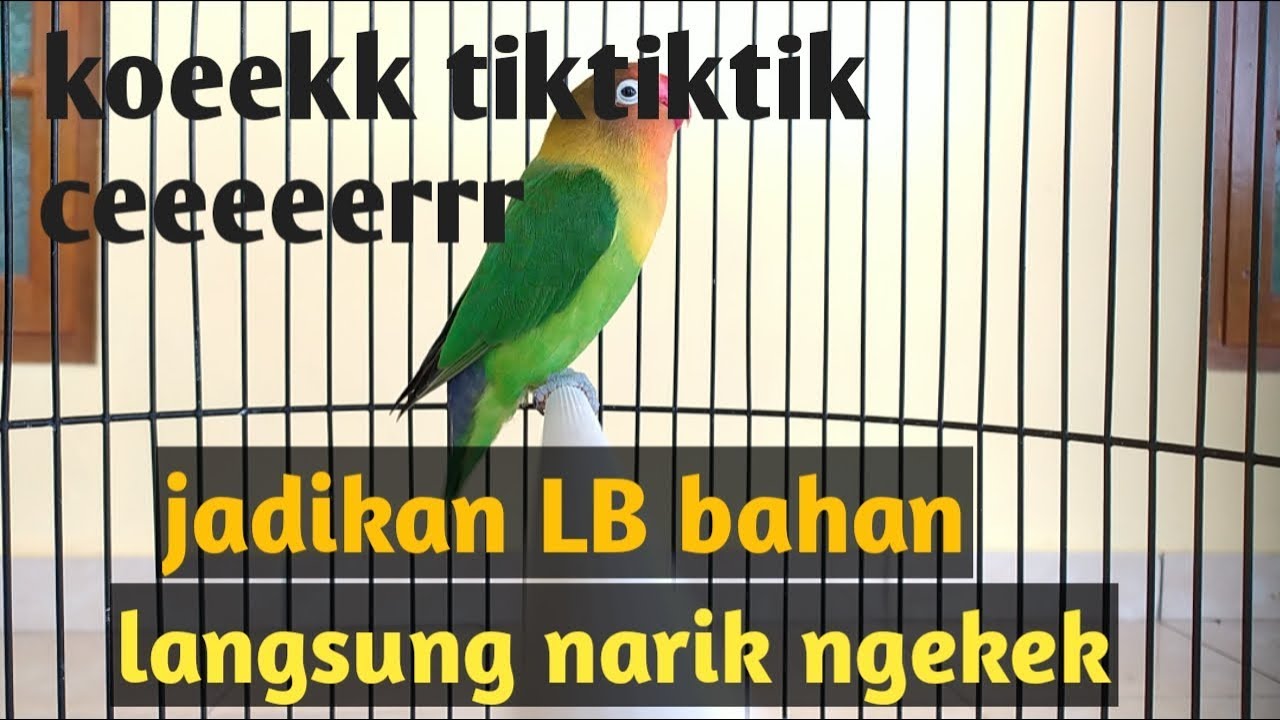 HOT.!!LOBET koek ngetik lanjut NGEKEK bikin LB bahan langsung panas dan nyaut NGEKEK.SANGAT AMPUH