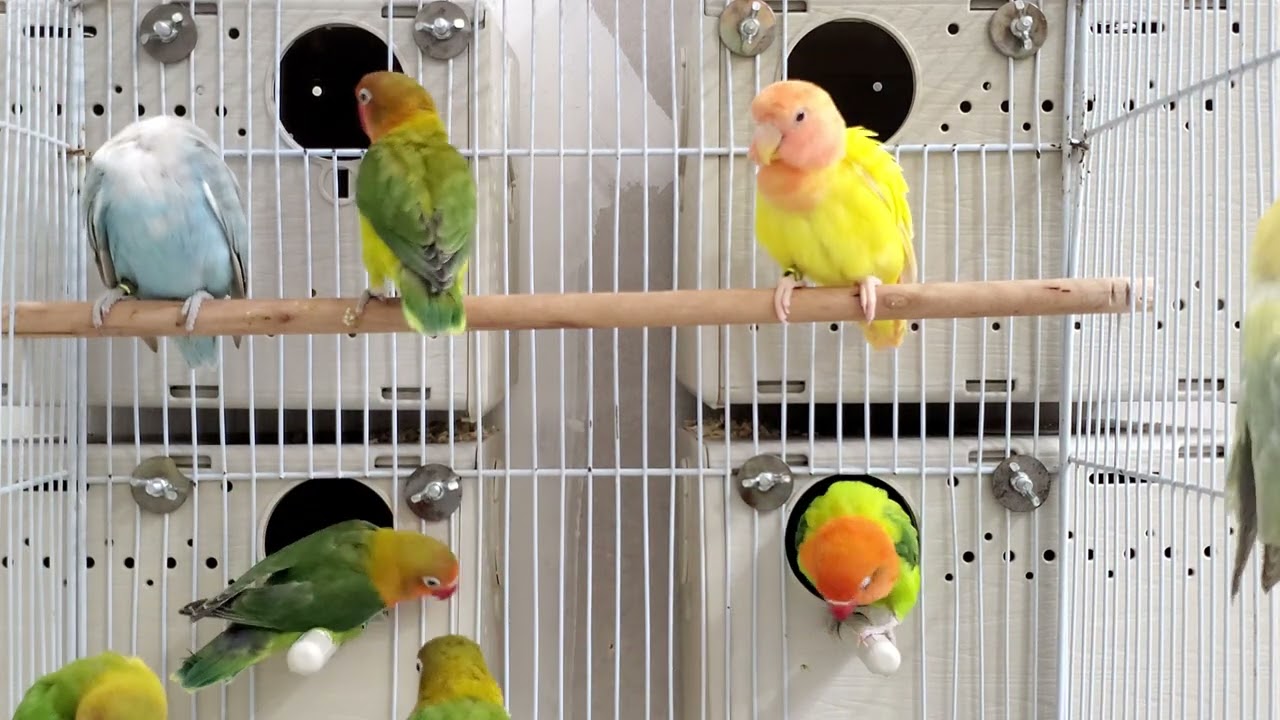 Lovebird sounds & activity’s 2 hours 44 minutes video