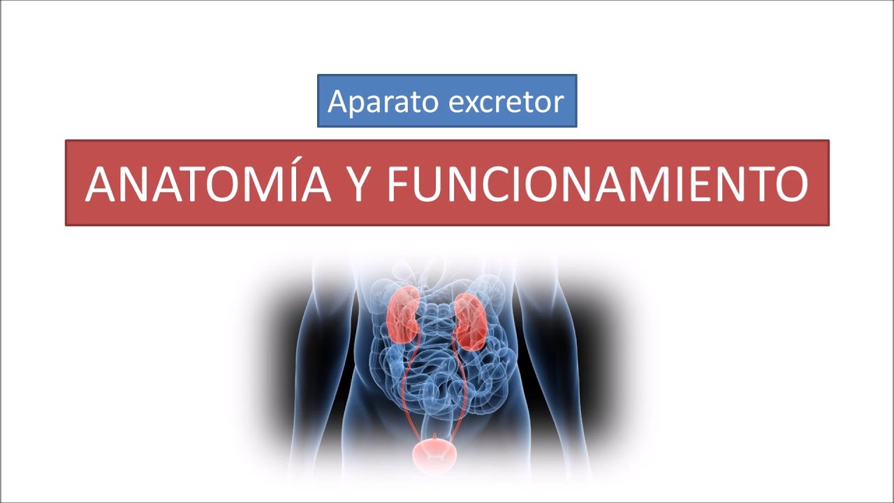 Anatomía y funcionamiento del aparato excretor.