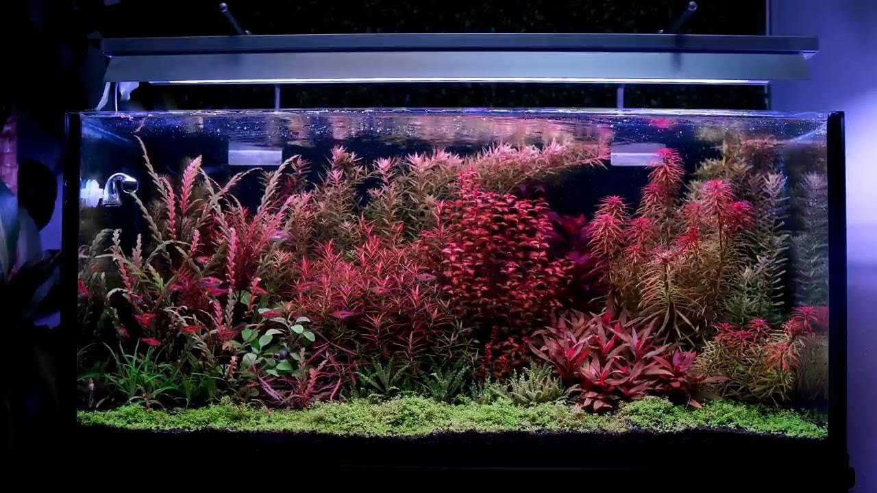 Weekaqua  L Series water plant light by  @AcuaVlogs
