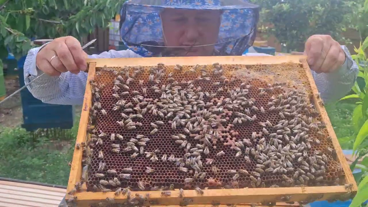 165.Verificam hrana la albini și facem tratamente cu oxalic și amitraz la roiuri.