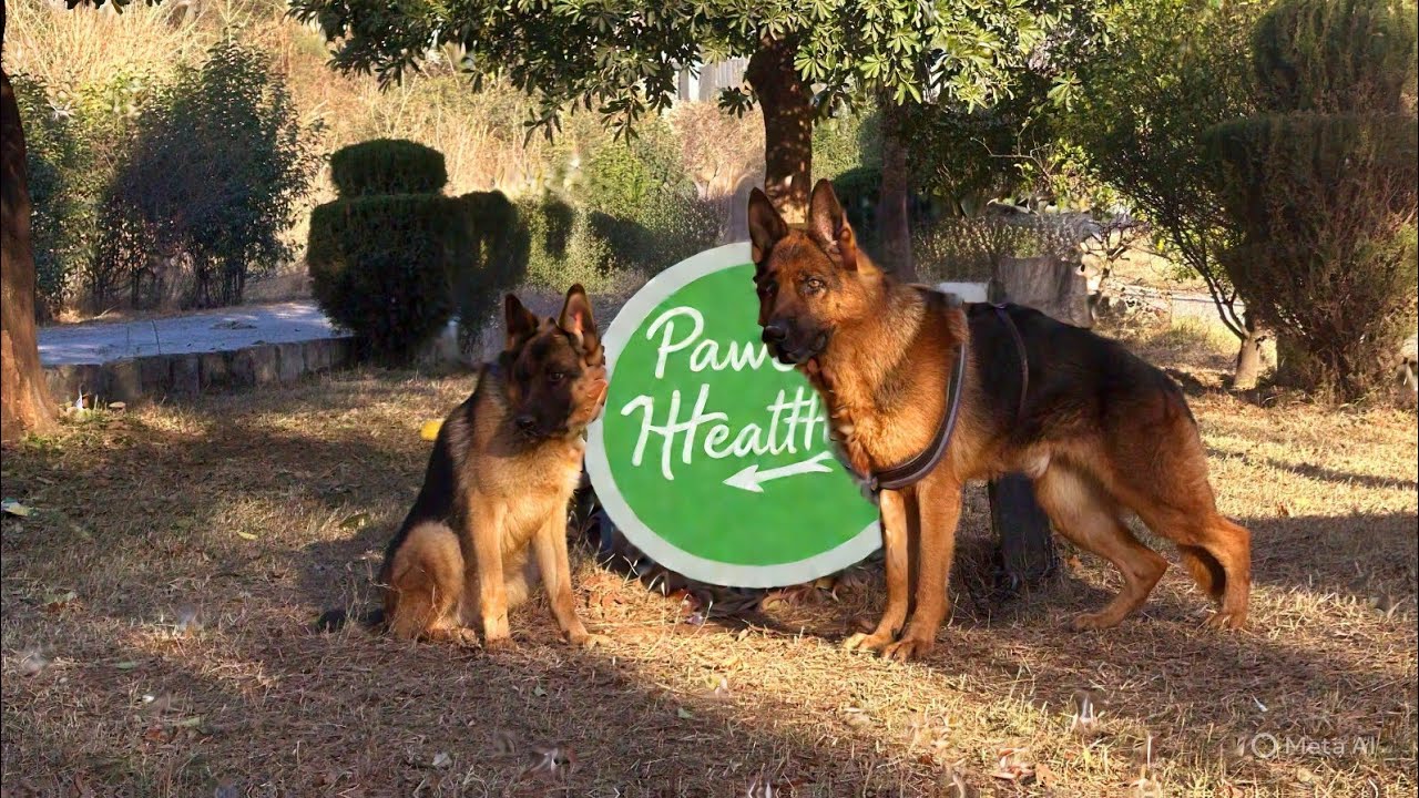 Healthy dog tips| How to make your dog healthy 