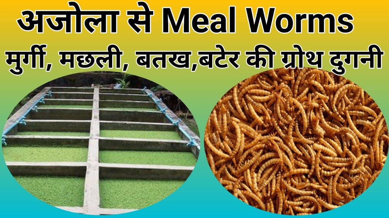 अजोला से Worm Farming| How to reduce chicken feed cost|grow Meal worms for Chicken|Nature Care Farm