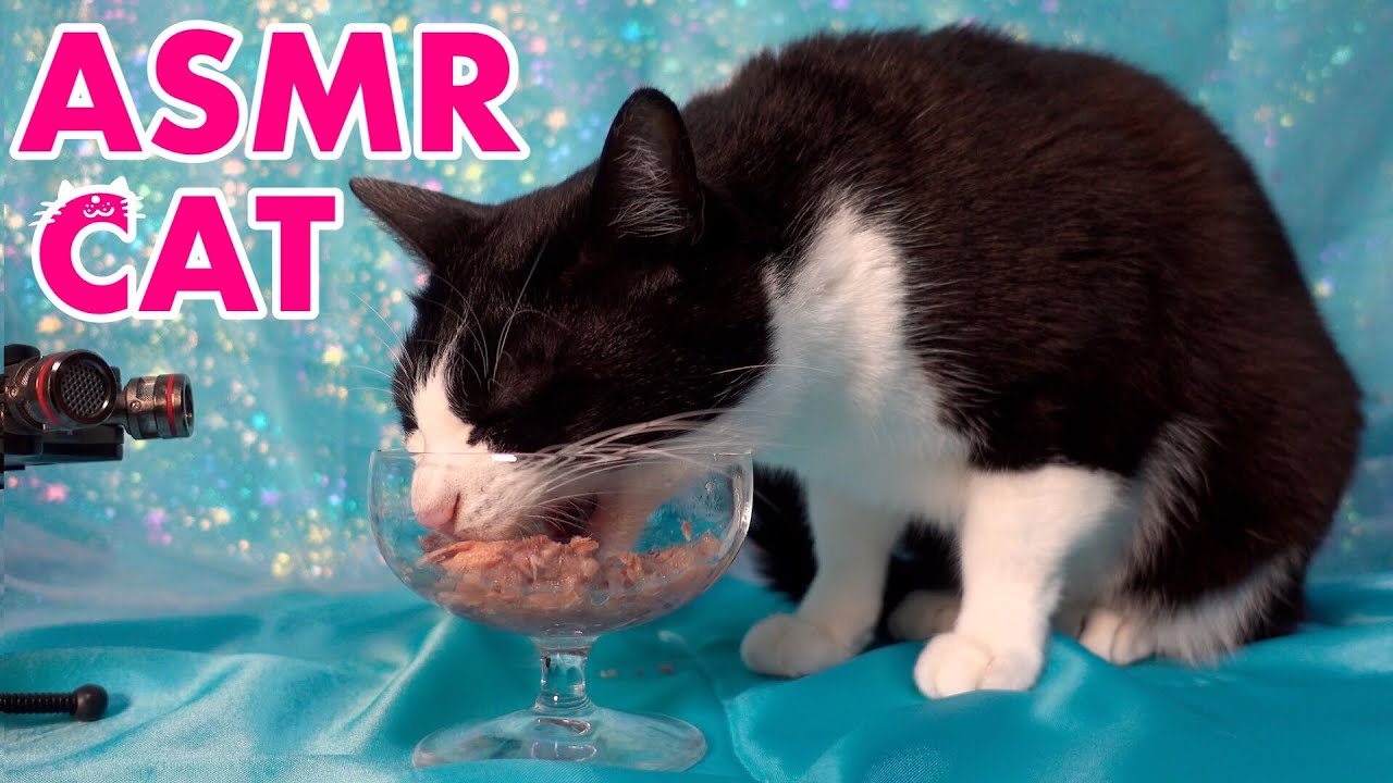 🍙👅ASMR｜ウェットフードを食べる猫＆グルーミング【咀嚼音】#239