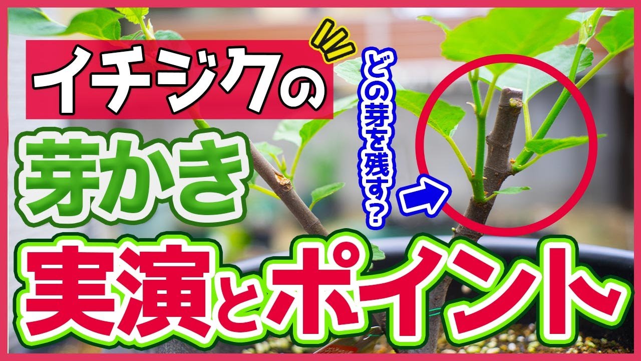【いちじく】樹形を決める、春の芽かき実演。これで必ず収穫量アップ！（育て方）