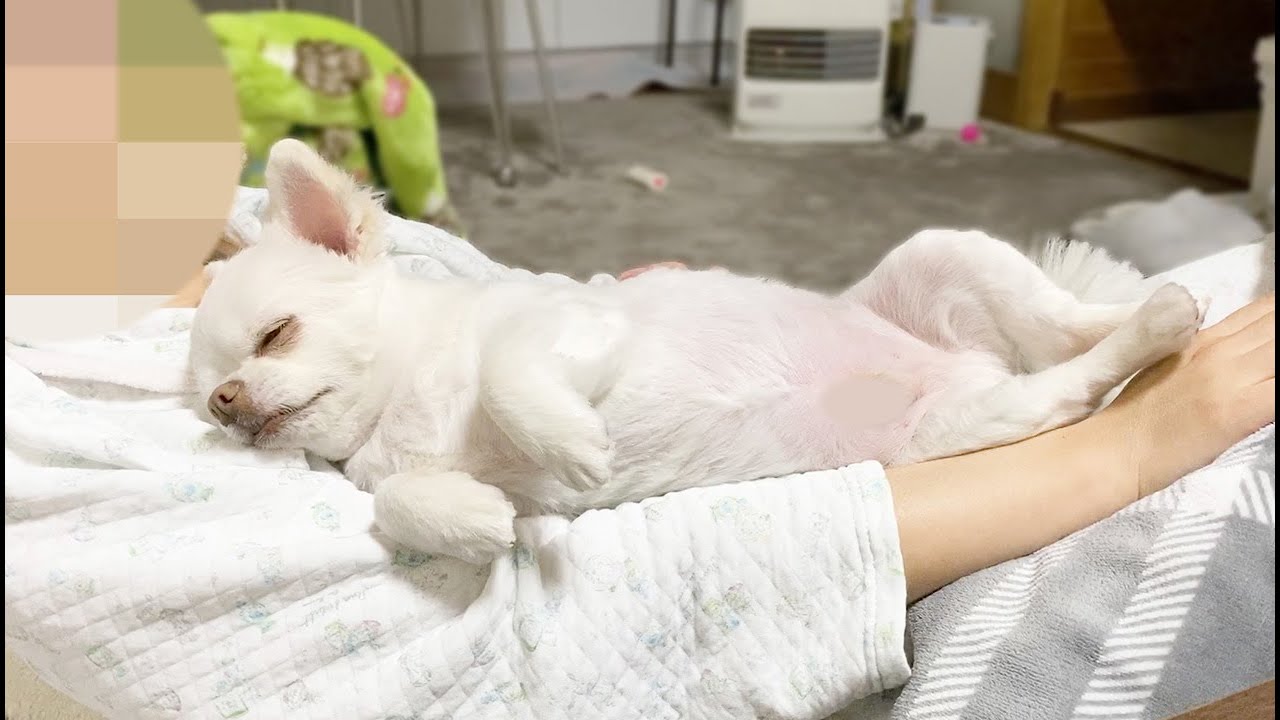 何をされてもママの上から離れない犬　チワワのコハク