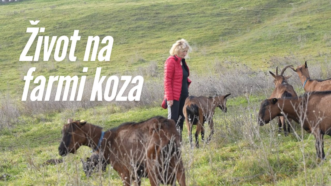 Kako izgleda život na farmi koza u Pavlovcima? Posetite gazdinstvo Benežan!