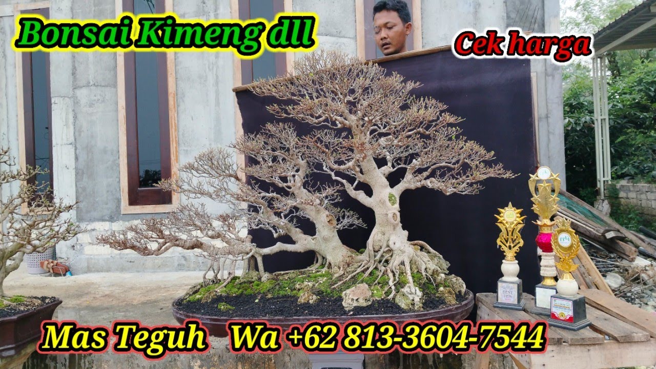 Bonsai Sultan di Jual Murah WA +62 813-3604-7544 Mas Teguh