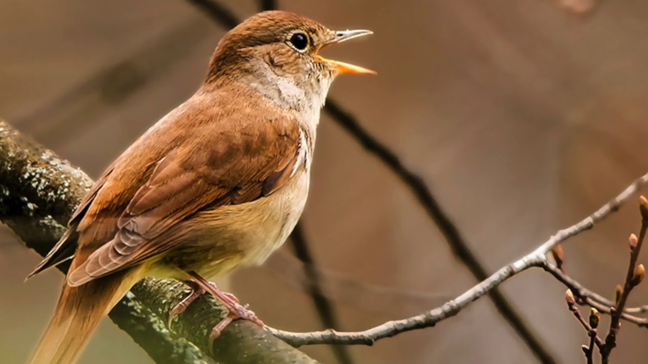 Common Nightingale Bird Sound, Bird Song, Bird Call, Bird Calling, Chirps, Lissen Birds Chirping.
