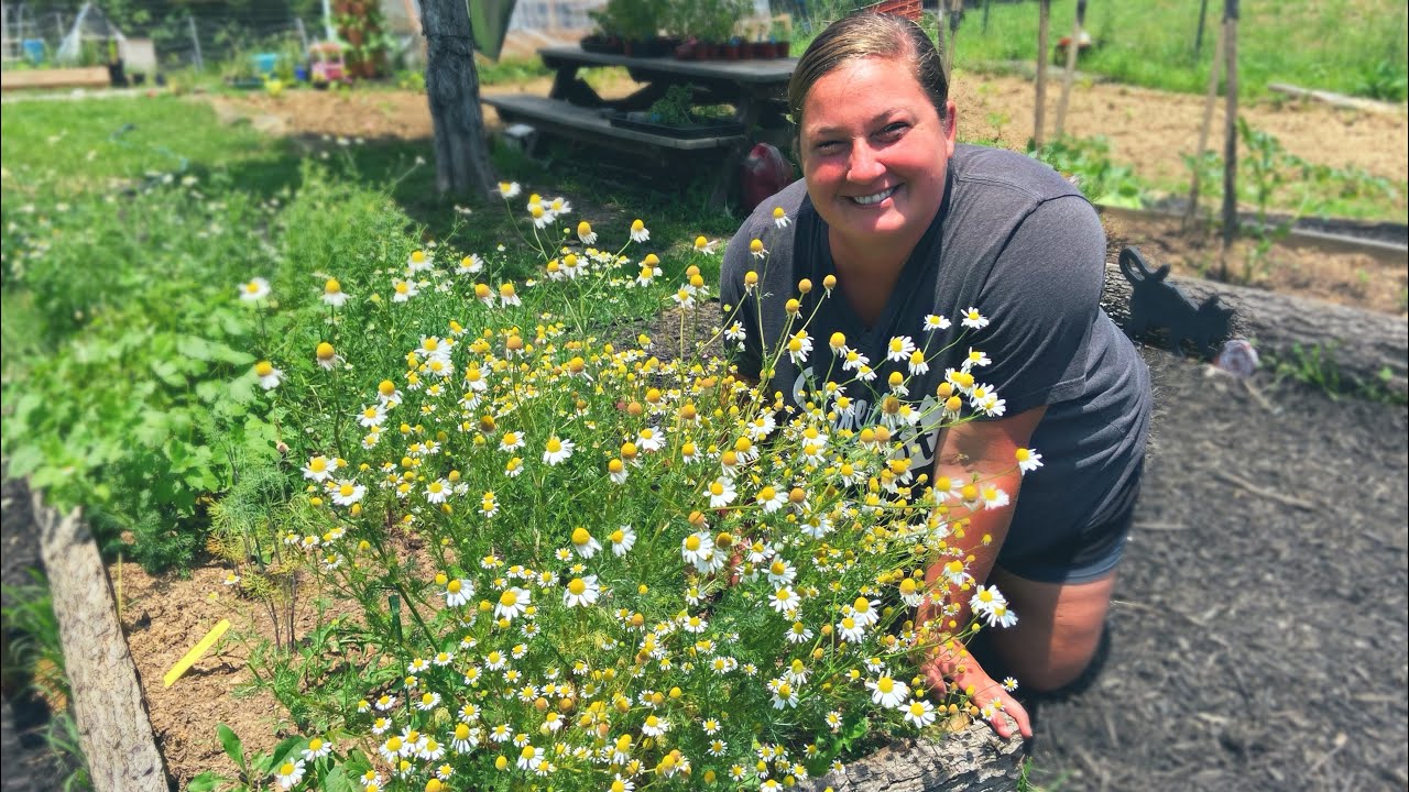 5 Ways To Preserve Your Herbs | Tea Garden 2020