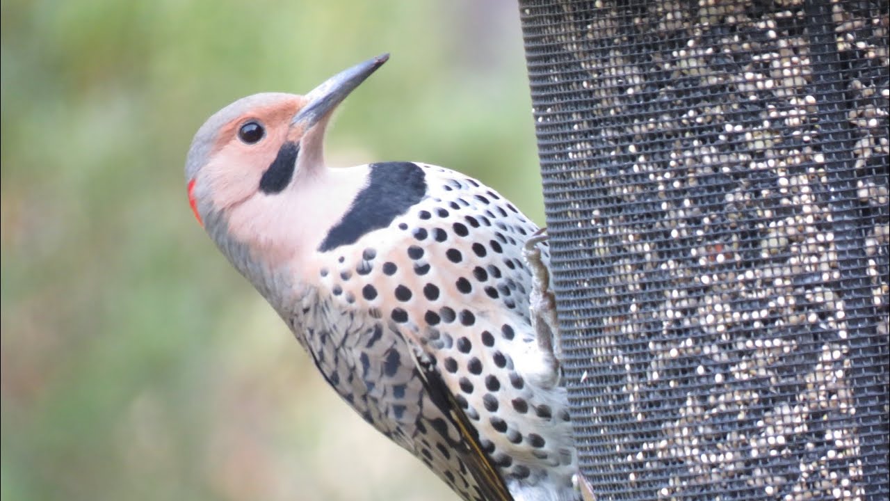 Telescoping pole and birdhouse tutorial - for Woodpeckers and others!
