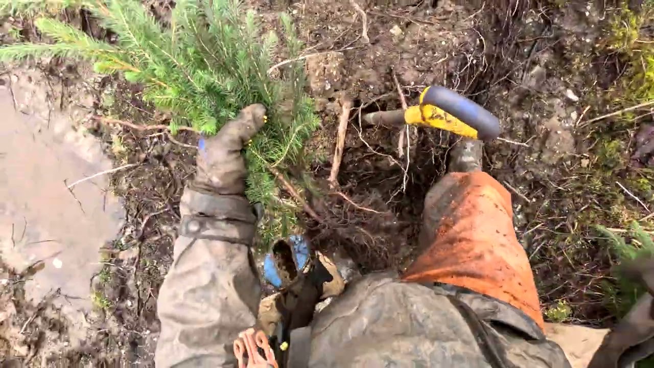 Stronafian forest forestry planting job in winter 2000 plus trees a day