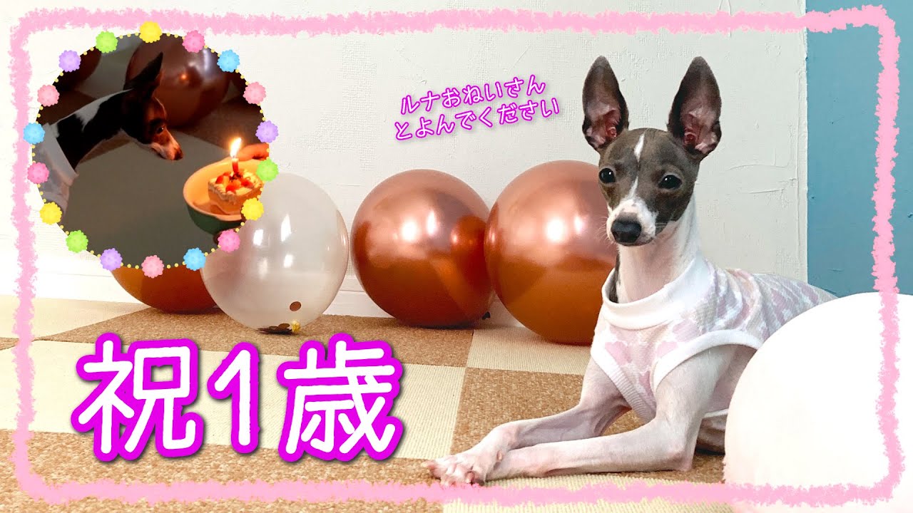 【祝⭐１歳】愛犬ルナ🐶１歳のお誕生日のお祝い🎂🎈【お誕生日会】【イタグレ】
