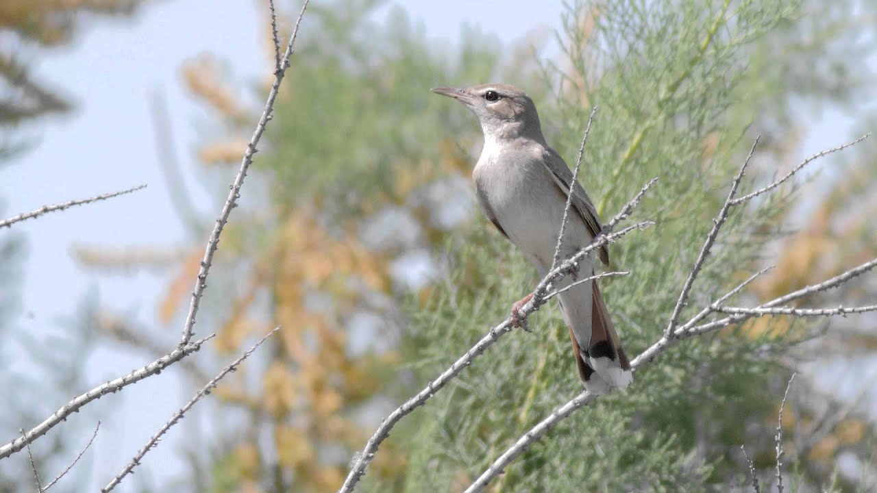 Birding Kazakhstan & Kyrgyzstan
