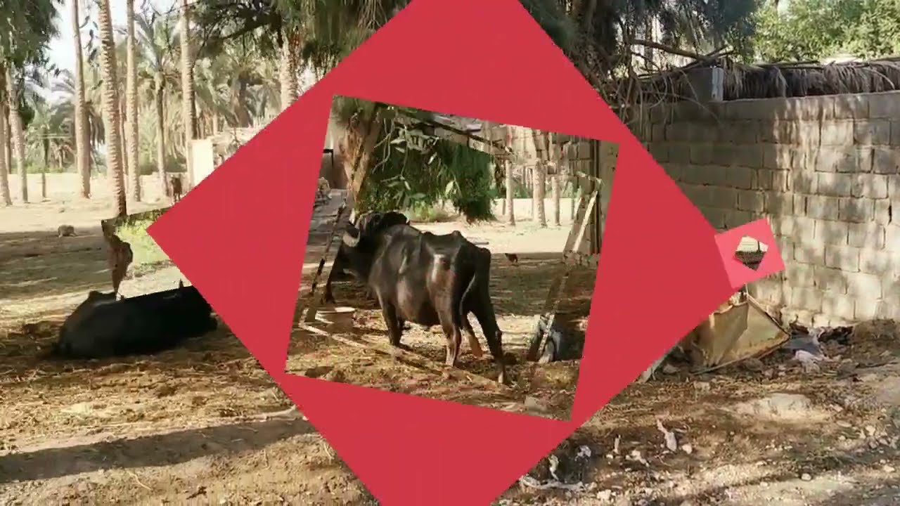 قطعه ارض زراعيه مع دار وحظيرة  للبيع في  ( بابل / سدة الهنديه - منطقه المهناويه )