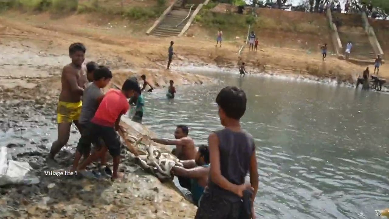 Amazing Hand Fishing | Traditional Boy Big Fishing by Hand in the pond | Unbelievable fishing video