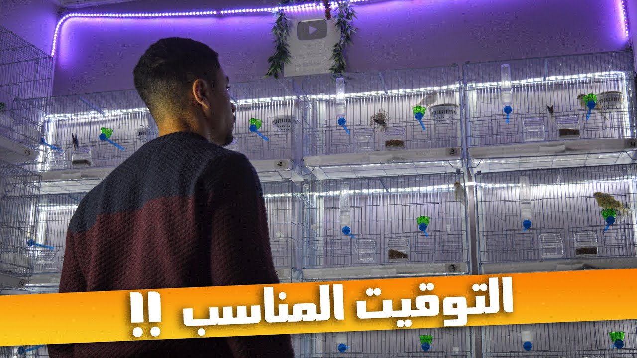 التوقيت المثالي لإدخال الذكر على الأنثى وبداية الإنتاج منهم