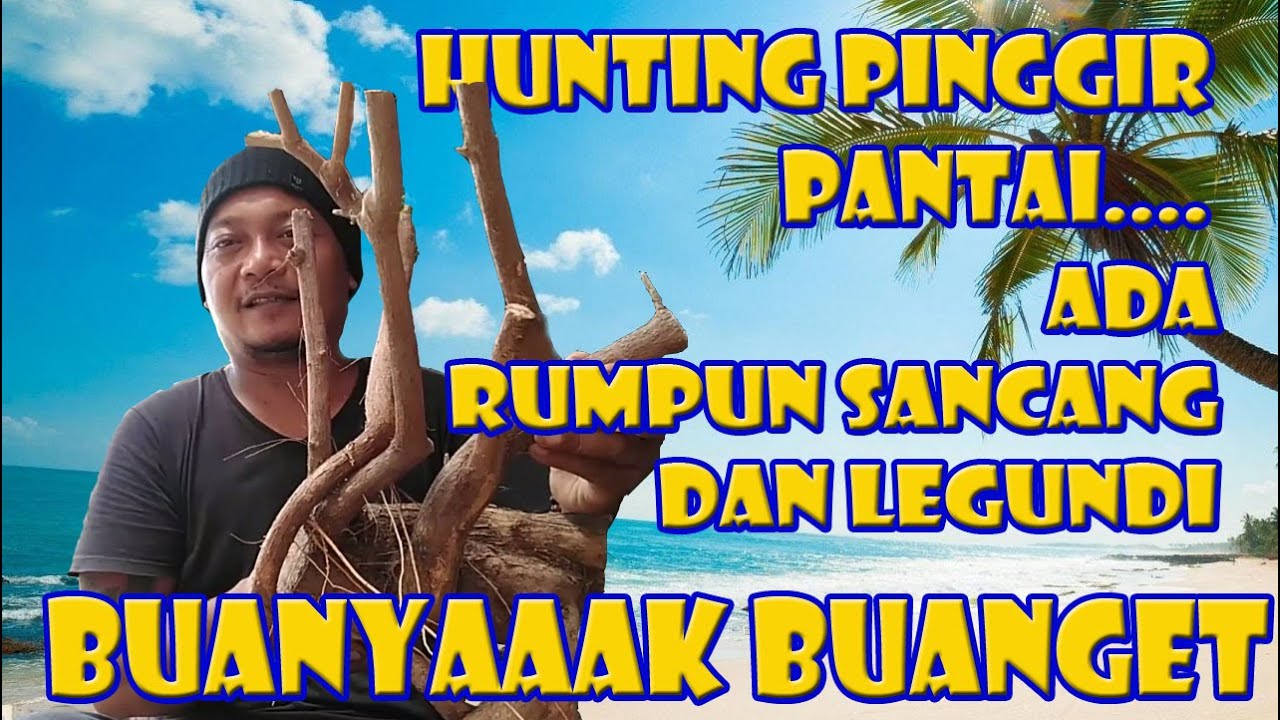 VLOG 54 BERBURU BAHAN BONSAI DI PINGGIR PANTAI DISAMBUT RUMPUN WAHONG LAUT DAN LEGUNDI YANG BANYAK