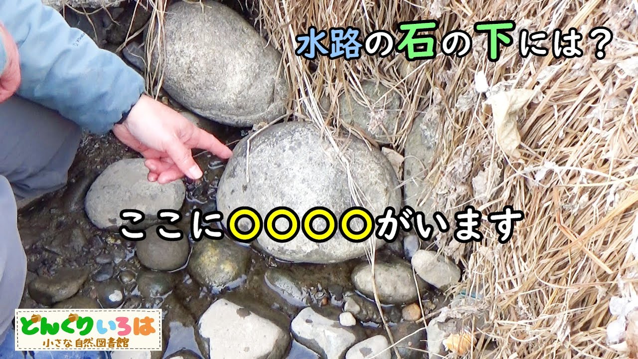 水路の石の下には〇〇！？【長野県東筑摩郡生坂村】