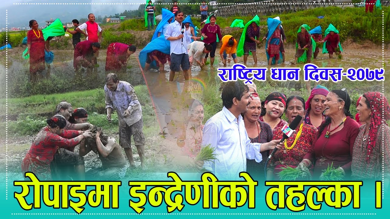 २०७९ को असार १५ मा इन्द्रेणीले रोपाईमा अहिलेसम्मकै रमाइलो ग¥यो, को–को गाडिए हिलोमा ? १५.०३.०७९ ।। HD